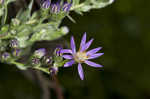 Eastern silver aster